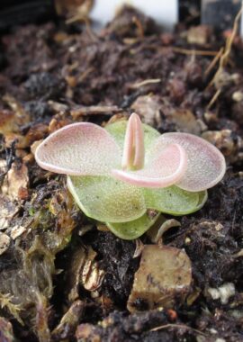 Pinguicula x 'Sethos’