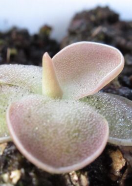 Pinguicula x 'Sethos’