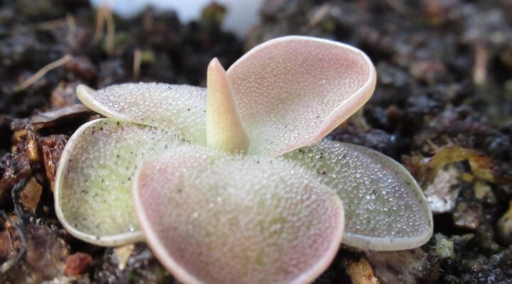 Pinguicula x 'Sethos’