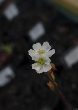 Drosera spatulata (Big red form, white flower)