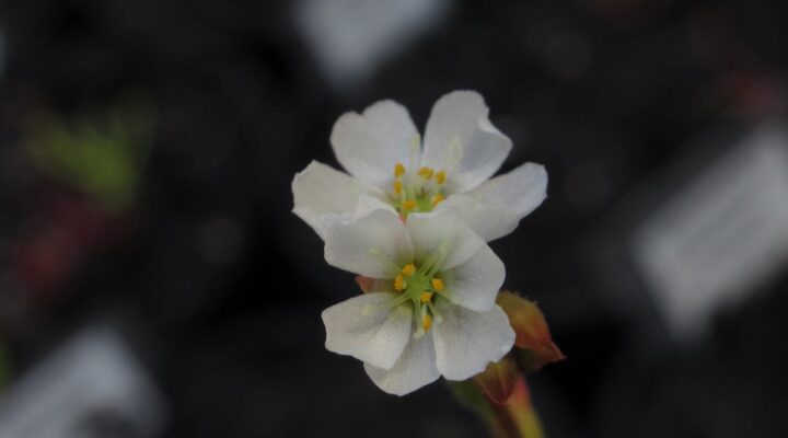 Drosera spatulata