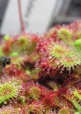 Drosera spatulata {Denniston, NZ.}
