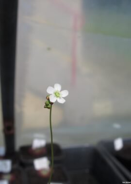 Drosera spatulata {Denniston, NZ.}