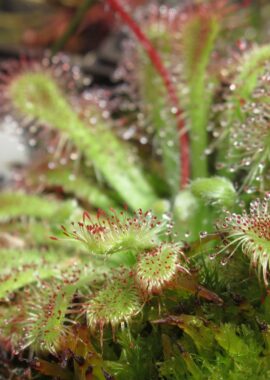 Drosera spatulata {Denniston, NZ.}