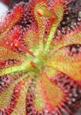 Drosera spatulata {Evans Head, Australia}