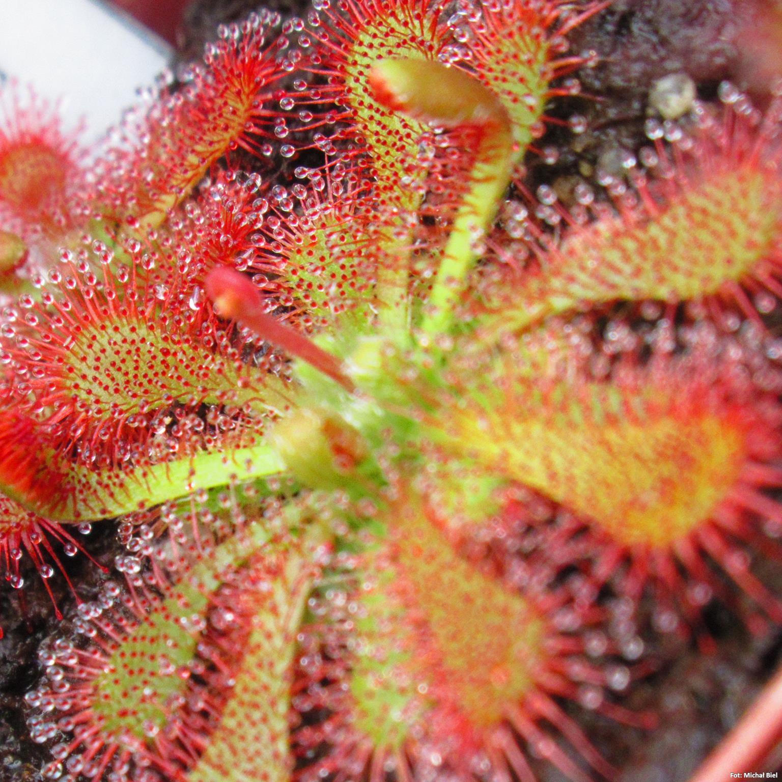 Drosera spatulata {Evans Head, Australia}