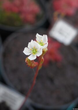 Drosera spatulata {Evans Head, Australia}