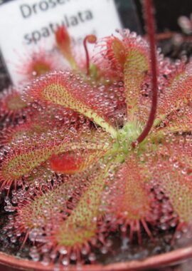 Drosera spatulata {Evans Head, Australia}