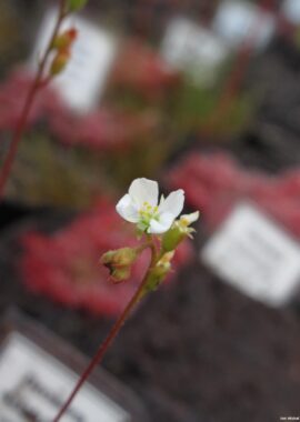 Drosera spatulata {Fraser Island}