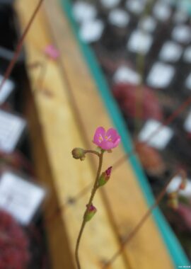 Drosera spatulata var. lourierii {Macao, China}