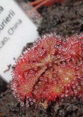 Drosera spatulata var. lourierii {Macao, China}