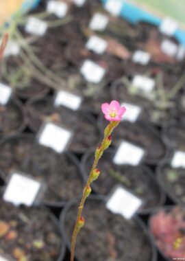 Drosera spatulata var. lourierii {Macao, China}