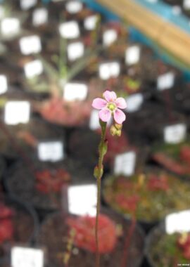 Drosera spatulata {Mihama Town, Japan}