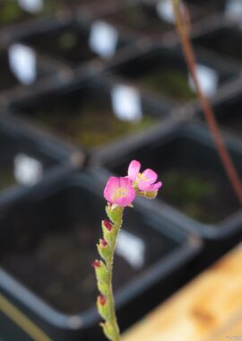 Drosera spatulata {Mobara Town, Japan}