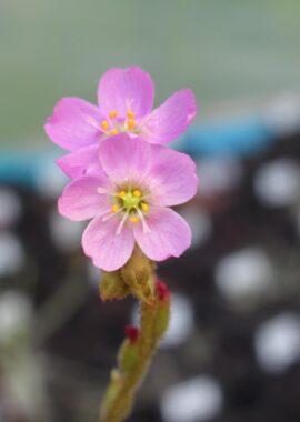 Drosera spatulata {Queensland}