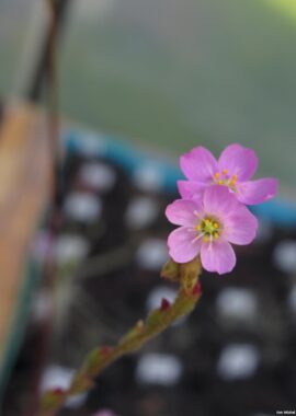 Drosera spatulata {Queensland}