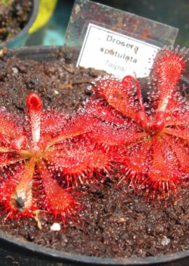 Drosera spatulata {Taipai}