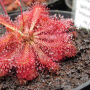 Drosera spatulata {Tamboon Intel Vic. Australia}