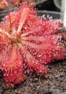 Drosera spatulata {Tamboon Intel Vic. Australia}