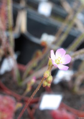 Drosera spatulata {Tamboon Intel Vic. Australia}
