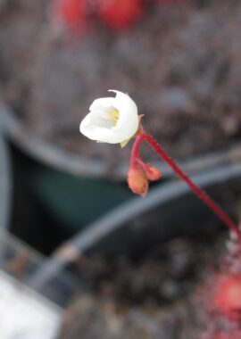 Drosera spatulata {Ube City, Japan}