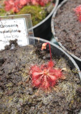Drosera spatulata {Ube City, Japan}