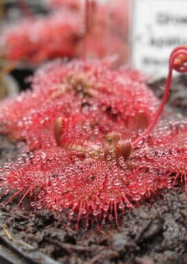 Drosera spatulata {Wentworth Fall, Aus}