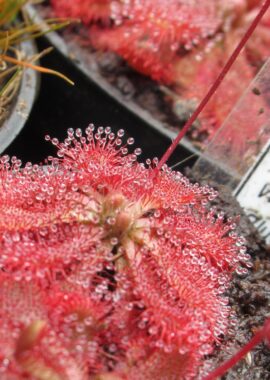 Drosera spatulata {Wentworth Fall, Aus}