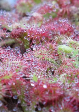 Drosera spatulata {Denniston, NZ.}