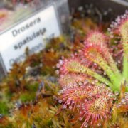 Drosera spatulata {Denniston, NZ.}