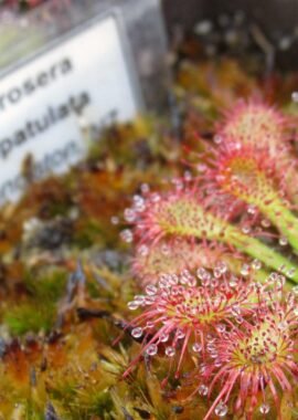 Drosera spatulata {Denniston, NZ.}