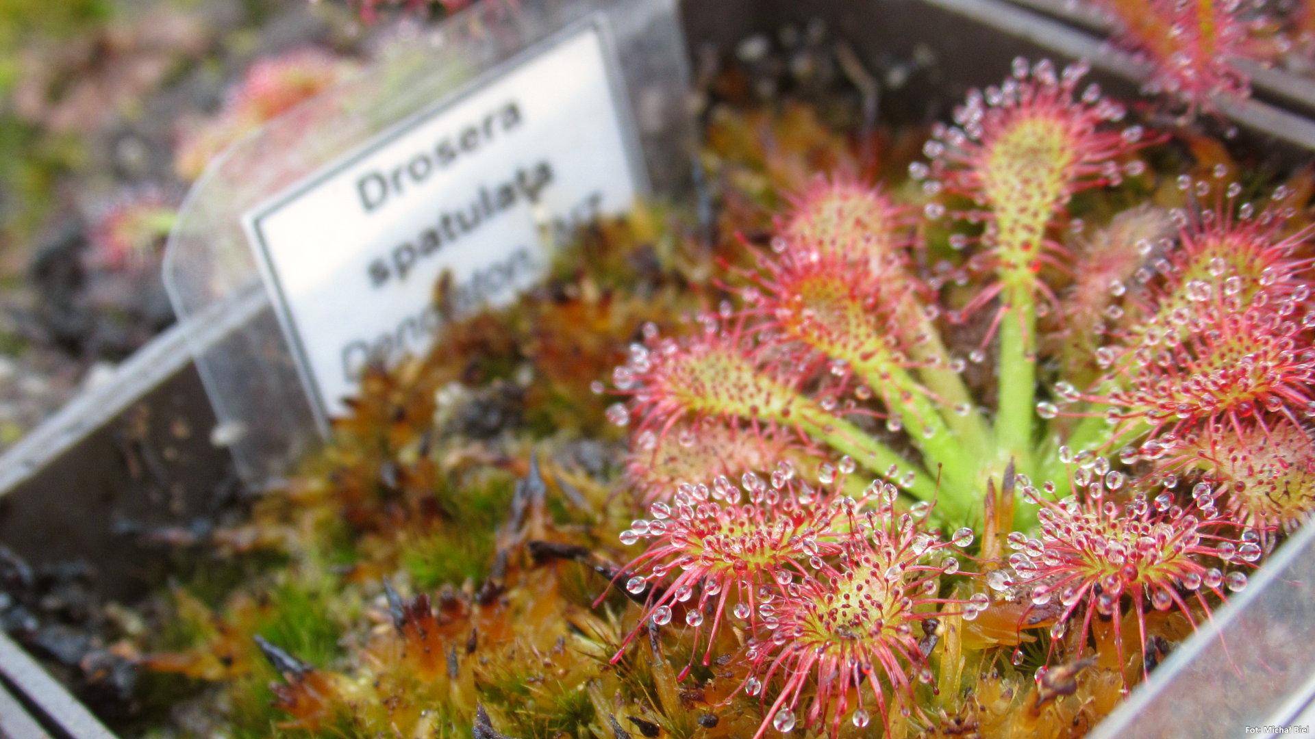 Drosera spatulata {Denniston, NZ.}