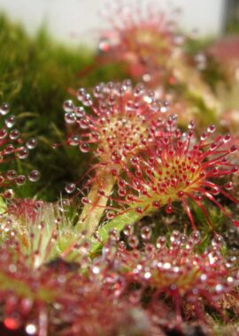 Drosera spatulata {Denniston, NZ.}