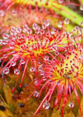 Drosera spatulata {Denniston, NZ.}