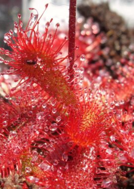 Drosera spatulata {Evans Head, Australia}