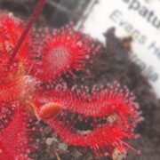 Drosera spatulata {Evans Head, Australia}