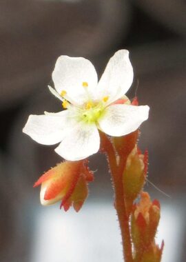 Drosera spatulata {Evans Head, Australia}