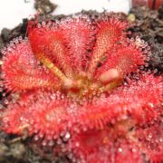 Drosera spatulata {Formosa, China}