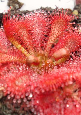 Drosera spatulata {Formosa, China}