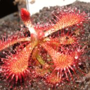 Drosera spatulata {Fraser Island}