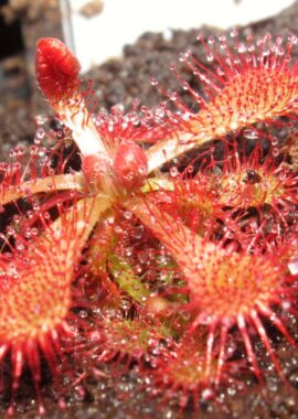 Drosera spatulata {Fraser Island}
