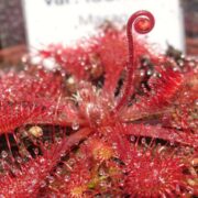 Drosera spatulata var. lourierii {Macao, China}