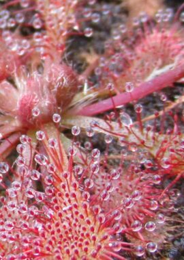Drosera spatulata {Mihama Town, Japan}
