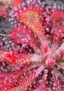 Drosera spatulata {Mihama Town, Japan}