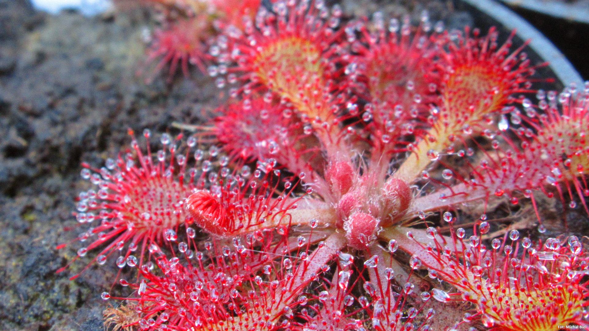 Drosera spatulata {Mihama Town, Japan}