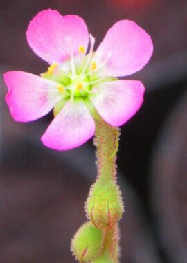 Drosera spatulata {Mobara Town, Japan}