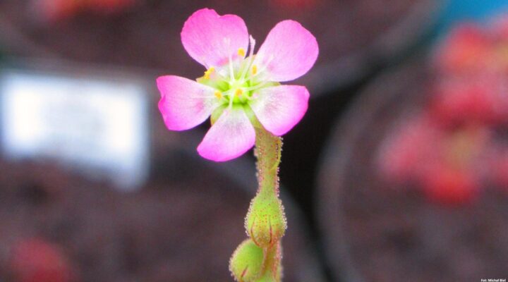 Drosera spatulata