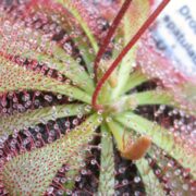 Drosera spatulata {Queensland}