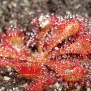 Drosera spatulata {Shin Chaya, Japan}
