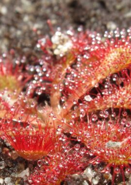 Drosera spatulata {Shin Chaya, Japan}